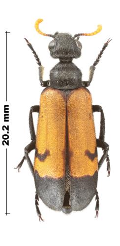 Hycleus terminatus